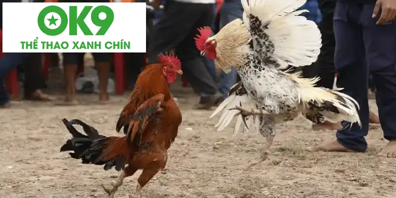 Nguyên tắc của đá gà cựa dao Nguyên tắc của đá gà cựa dao